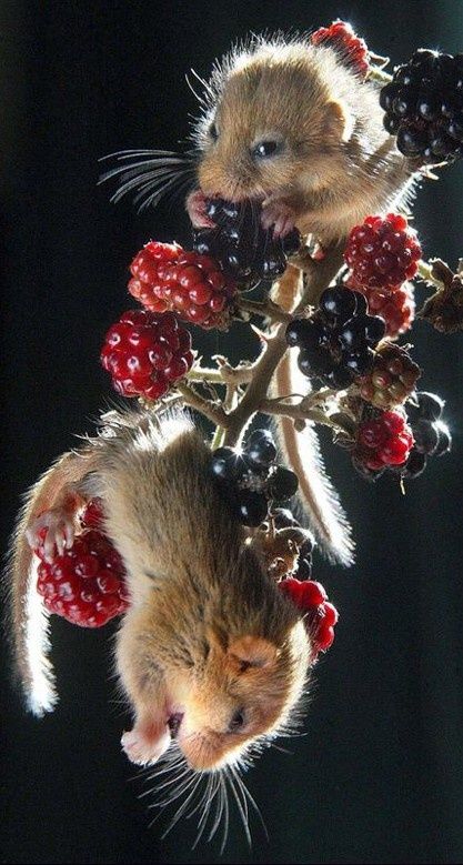Two mice play on a blackberry twig