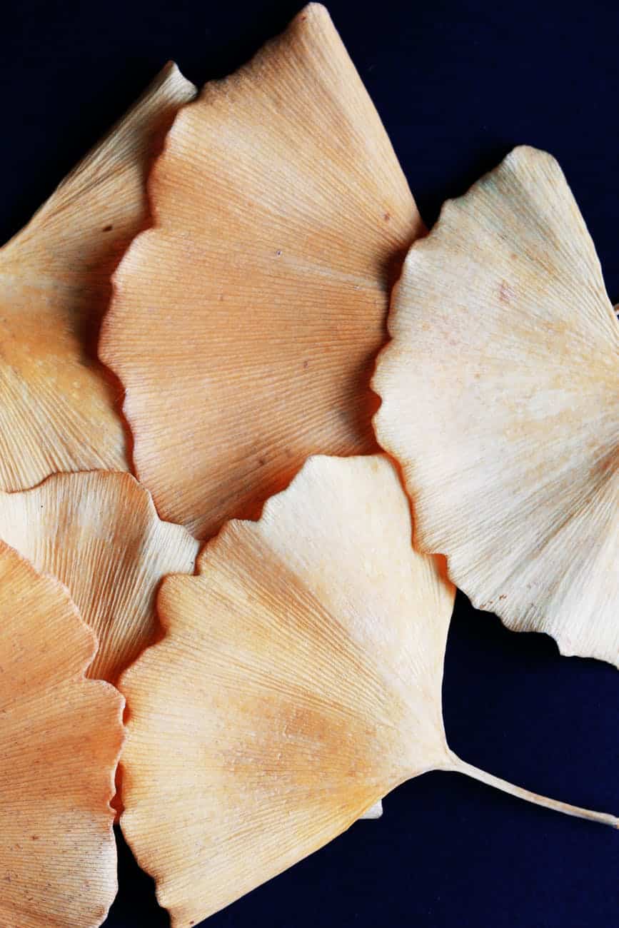 brown leaves on black surface