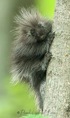 A baby porcupine climbs a tree