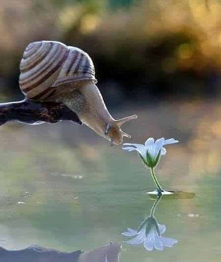 Snail on a stick overhanging a pond, reaching its horns towards a flower rising out of the water.