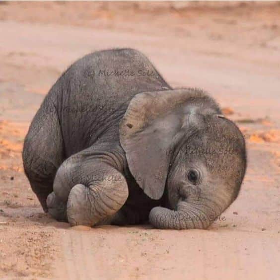 a baby elephant curled up on the ground
