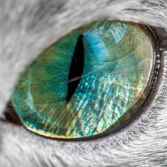 Closeup of a blue cat eye