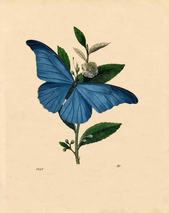 Botanical artwork of a blue butterfly on a white flower