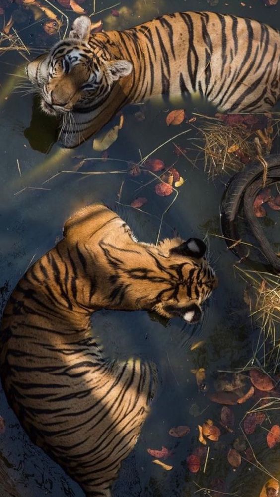 Two tigers swim in a muddy pond