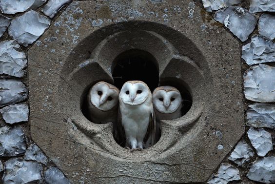 Three barn owls in a church window