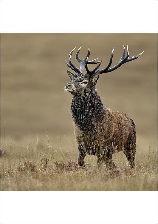 A stag stands in rainy weather, brown grasses up to his knees.