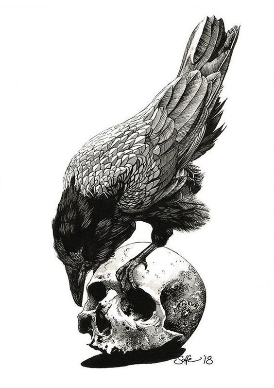 A pen and ink drawing of a raven perching on a human skull
