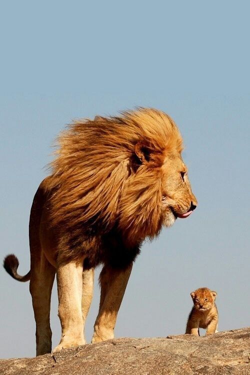 A photographic image of a full grown male lion looking at a tiny cub. The lions are standing on sandy, rocky ground and the sky is blue in the background.