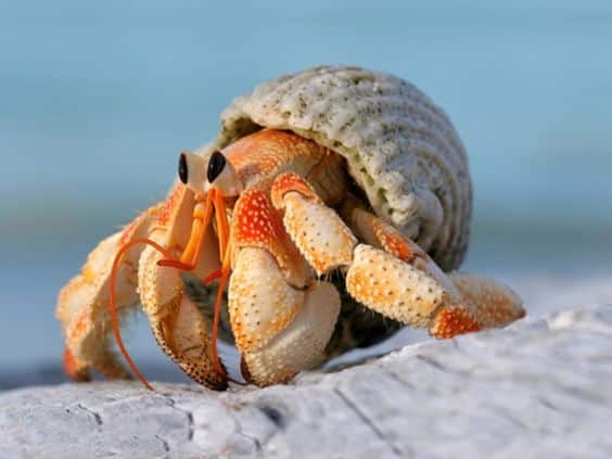 An image of a hermit crab in its shell