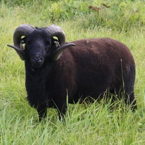A black ram standing in long green grass