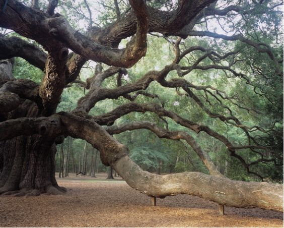 A colour photograph of an ancient deciduous tree growing in a forest