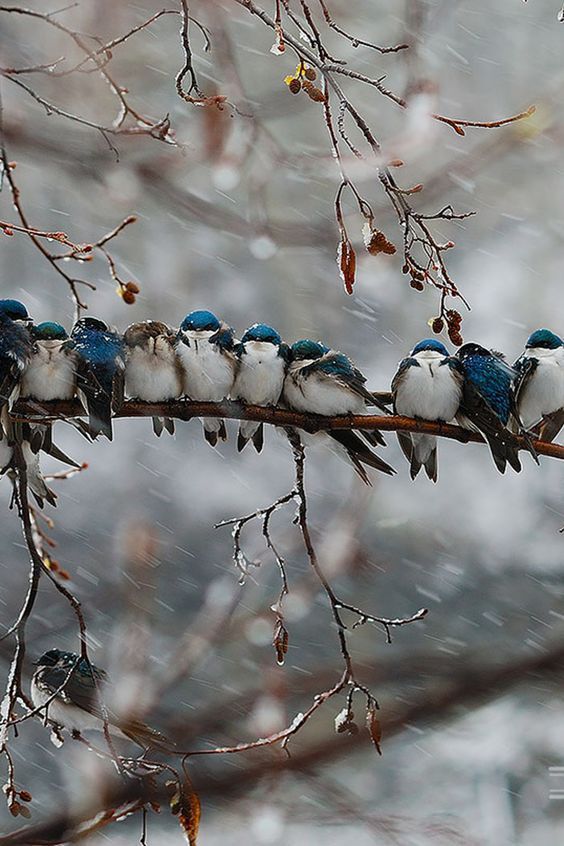 A row of bluejays sit on a snowy branch