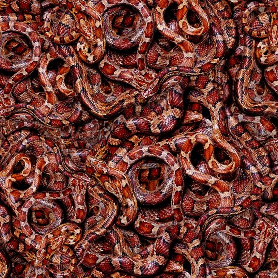 Red and white snakes fill the image frame, gathering many-multiplied together in the form of a snake pit