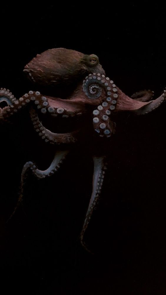 Photographic image of brown octopus on black background