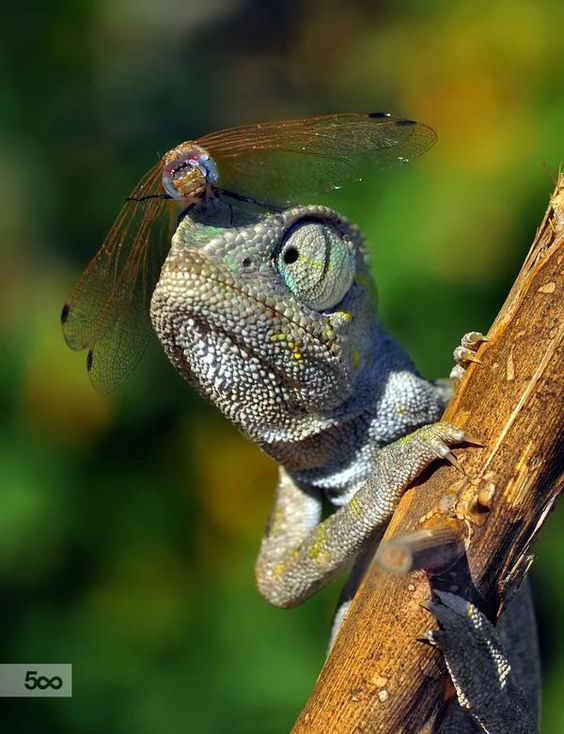 A chameleon looks at a dragonfly perched on its nose
