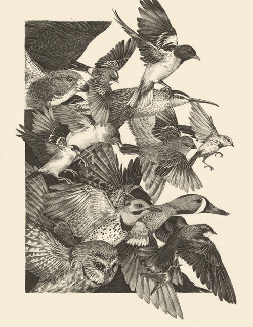 A black and white drawing of a flock of birds including owls, geese and ducks.